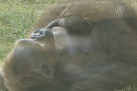Два детеныша гориллы родились в зоопарке в Израиле