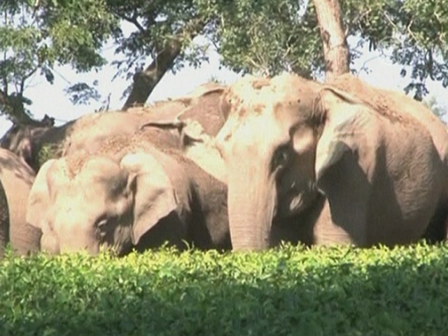 Слоны уничтожают чайные плантации Индии