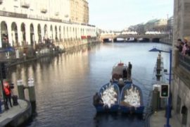 Гамбургских лебедей переводят на «зимние квартиры»
