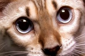 Редчайшую породу кошек представили в Киеве