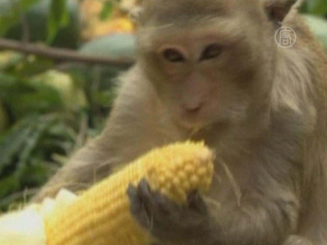 Фруктовый банкет для обезьян устроили в Таиланде