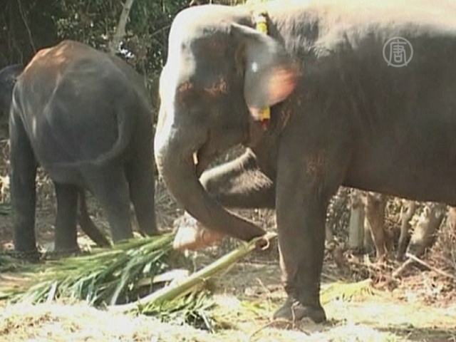 Как проводят отпуск индийские слоны