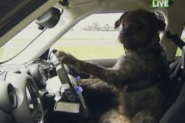 Три собаки учатся водить автомобиль