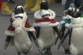Японский Санта взял в помощники пингвинов
