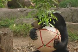 Питомцы зоопарков получают подарки от Санты