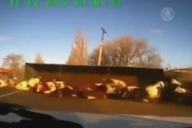 Крушение грузовика с коровами сняли на видео