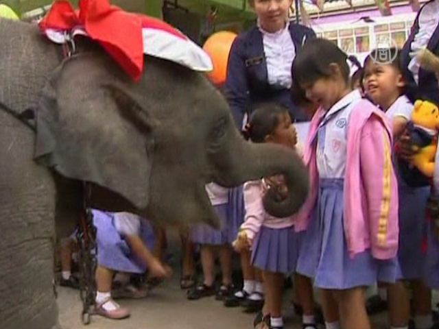 Слоны-Санты радуют детвору в Таиланде