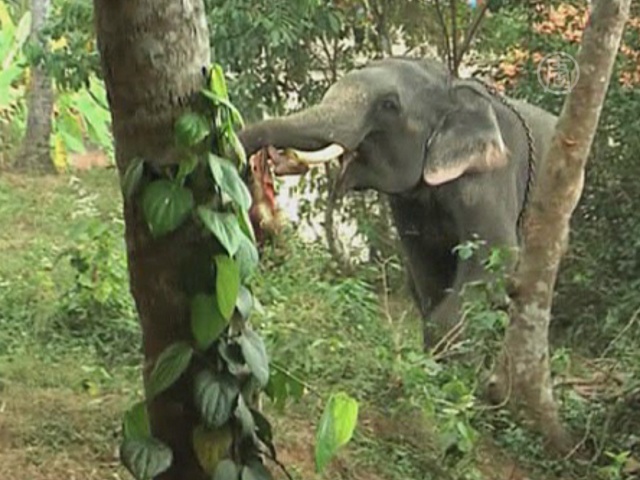 Слон убил своего смотрителя