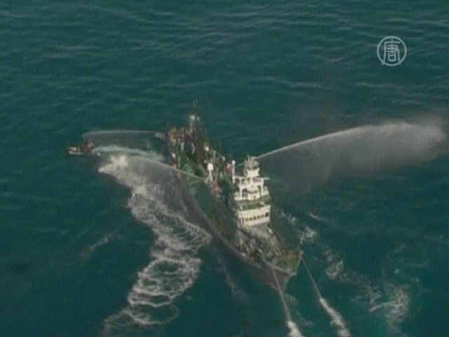Япония защищает своё право на убой китов