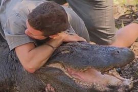 Операция «Захват гнезда»: крокодила держат вручную