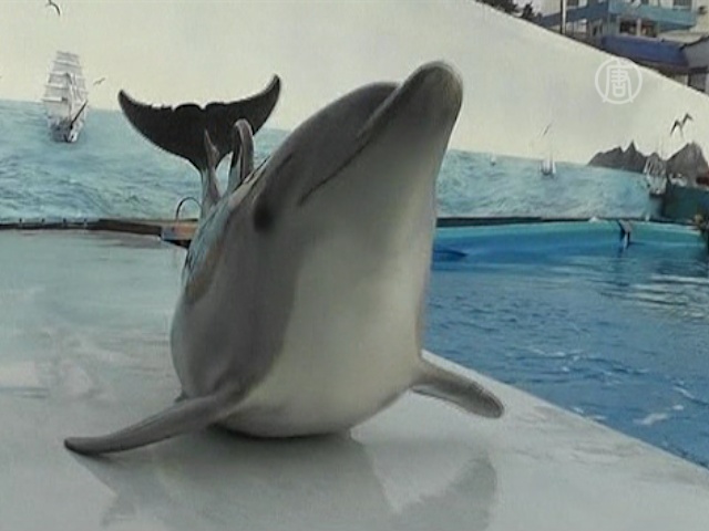 Украинский дельфин учится ползать по полу