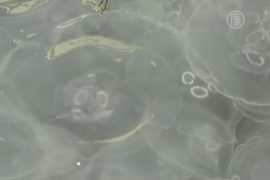Севастополь атаковали медузы