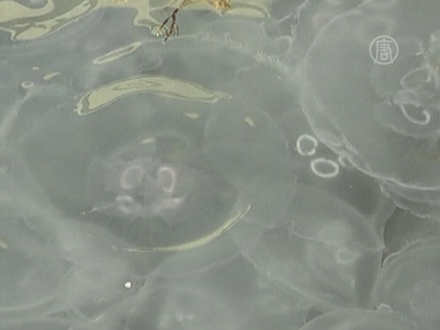Севастополь атаковали медузы