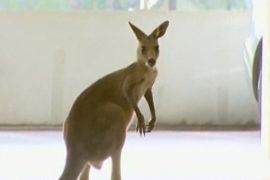 Как ловили кенгуру в аэропорту Мельбурна
