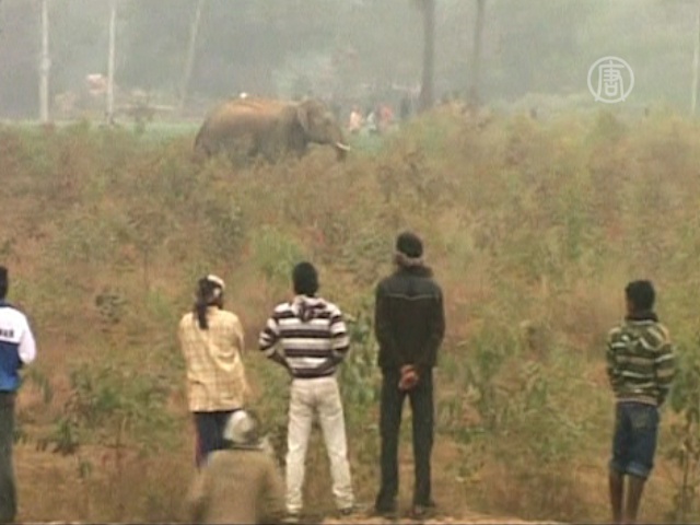 В Индии дикий слон опять напал на деревню