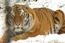 Тигры наслаждаются снегопадом в парке дикой природы
