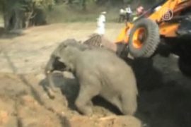 Как в Индии из колодца доставали слоненка