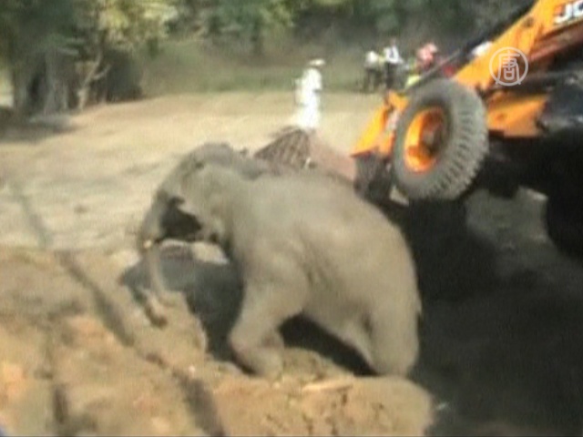Как в Индии из колодца доставали слоненка
