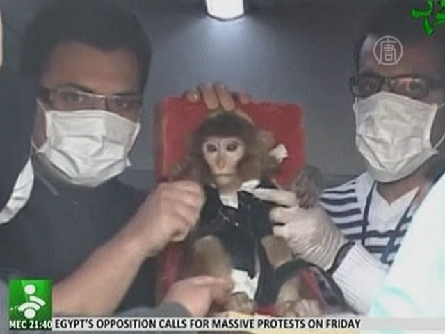 Иран отправил в космос обезьяну