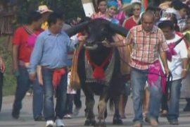 В Таиланде поженили двух буйволов