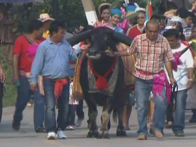 В Таиланде поженили двух буйволов