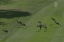 Большая стая кенгуру помешала турниру по гольфу