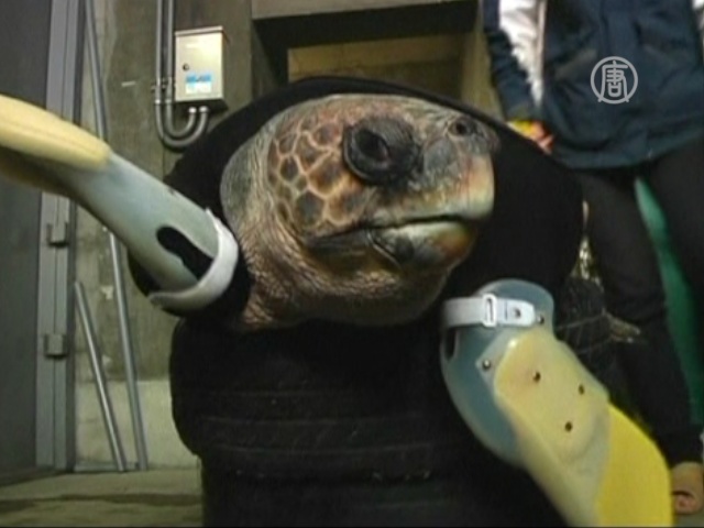 Для черепахи-инвалида разрабатывают ласты-протезы
