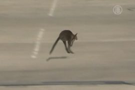 В торговом центре в Мельбурне ловили кенгуру