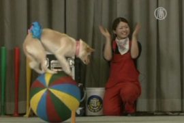 Цирк «Гав-гав» учит любить бездомных собак