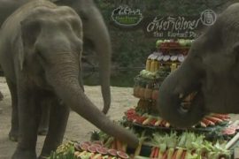 Тайским слонам устроили праздник живота