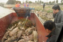 Из Хуанпу выловили уже 9500 свиных трупов