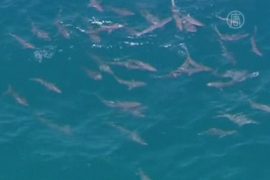 Аномальное скопление акул у берегов Австралии