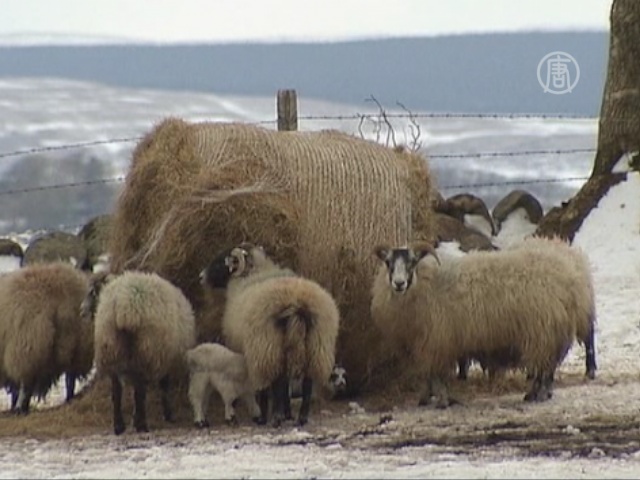 Снегопады в Британии: овец спасают с вертолетов