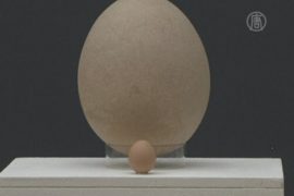 Крупнейшее в мире яйцо будет продано на аукционе