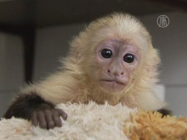 Джастин Бибер забыл про свою обезьянку?
