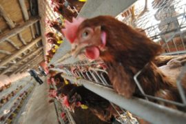 Эксперт из США: опасен ли птичий грипп H7N9