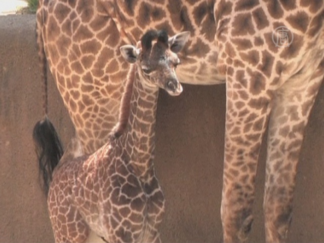 Жирафёнок Софи дебютирует в зоопарке Лос-Анджелеса
