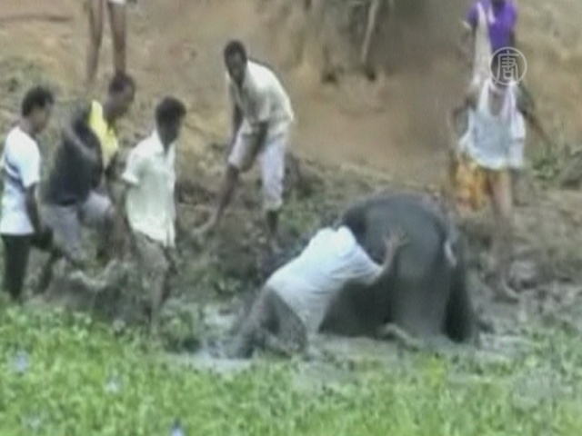 Упавшего в яму слоненка спасли в Индии
