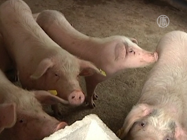 Китайские свиньи всё чаще болеют гриппом