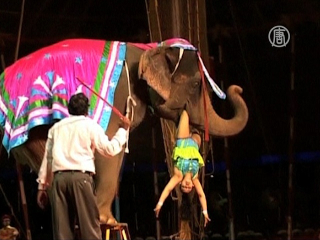 Дикие животные в цирках Индии теперь под запретом