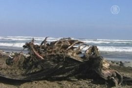 Сотни мертвых животных найдены на побережье Чили