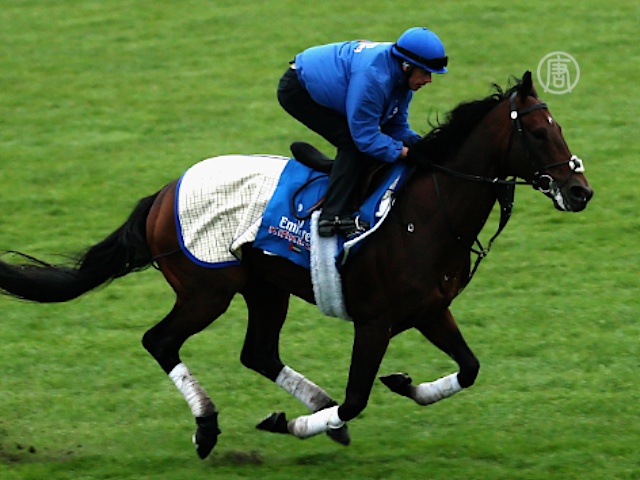 Еще 7 лошадей шейха Дубая не прошли допинг-тесты