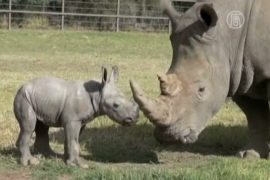 Белый носорог родился в австралийском зоопарке