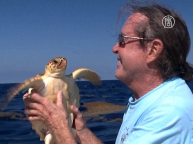 Объевшуюся полиэтиленом черепаху вернули в океан