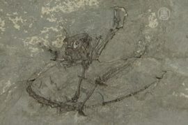 Найденный древнейший примат озадачил ученых