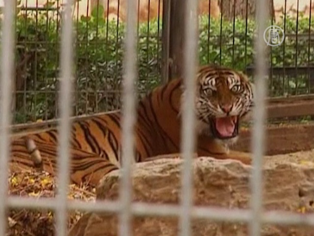 Тигра лечат иглоукалыванием