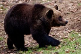 213 медвежьих лап изъяли у русских в Китае