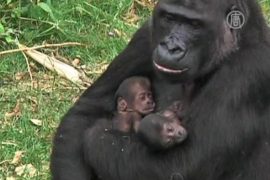 Редкое пополнение: горилла родила близнецов
