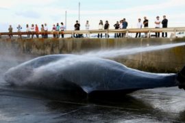 Австралия подала в суд на Японию за убой китов