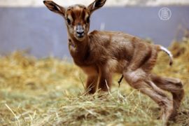 Ученые КНР нашли еще один «роддом» антилоп